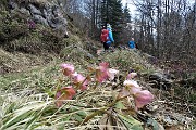 92 Ellebori rosseggianti